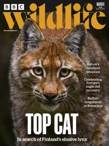 BBC野生动物杂志PDF BBC Wildlife 2026年3月刊：寻找芬兰雪原的幽灵猞猁