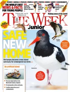 少年周刊英国版PDF The Week Junior UK 2026年2月14日刊:为海鸟造岛 18 少年周刊英国版PDF The Week Junior UK 2026年2月14日刊:为海鸟造岛