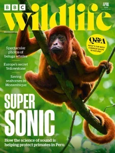 BBC野生动物PDF BBC Wildlife 2026年4月刊：超声波护卫