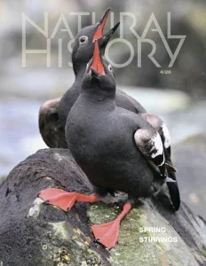 自然历史PDF Natural History 2026年4月刊:春天的萌动 16 自然历史PDF Natural History 2026年4月刊:春天的萌动